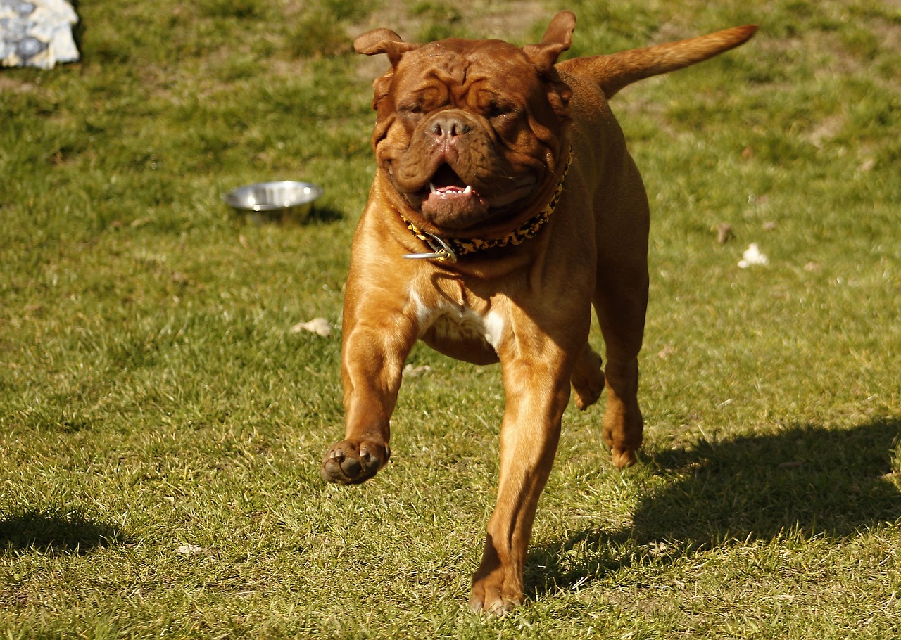 The Unique Features of the Neapolitan Mastiff